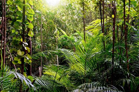 Fotos: del clima tropical | Selva en fondo de clima ...