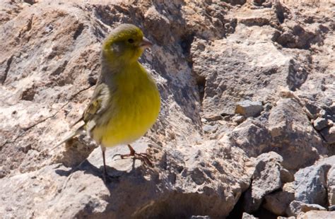 .: Fotos del pájaro canario silvestre de Gran Canaria