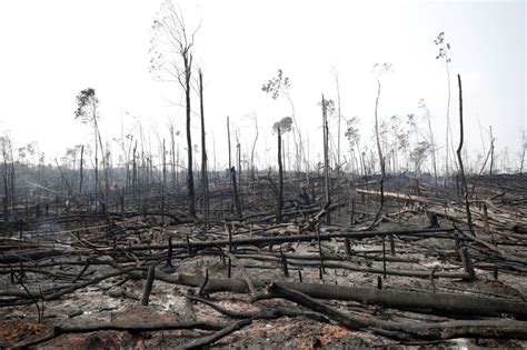 Fotos: El Amazonas devorado por los incendios, en imágenes ...