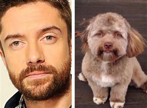 FOTOS: El perro con  cara humana  está causando estragos y ...