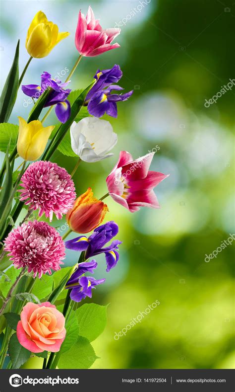 Fotos: flores mas bellas | aislados imagen de bellas ...