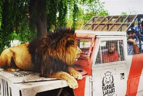 Fotos: Fotos: El zoo en el que los animales están en libertad y los ...