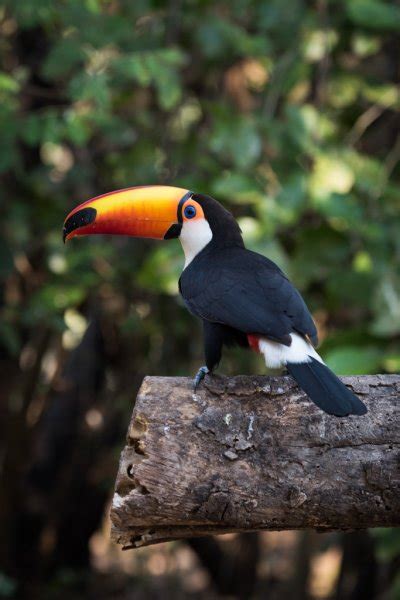 Fotos: grandes | Grandes aves con pico naranja — Foto de ...