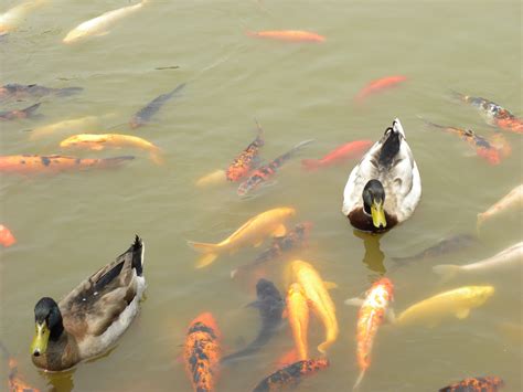 Fotos gratis : agua, pájaro, estanque, reflexión, Asia, pescado, Patos ...
