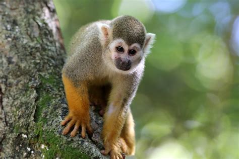 Fotos gratis : animal, fauna silvestre, mamífero, primate ...