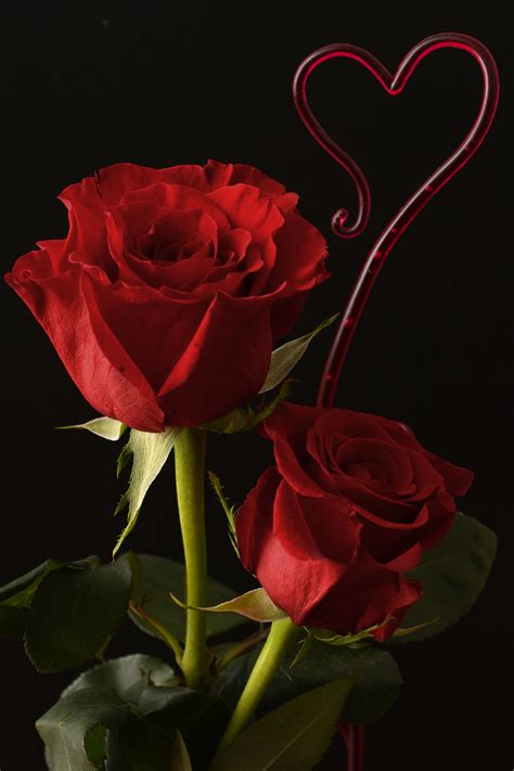 Fotos gratis : flor, pétalo, amor, corazón, rojo, romance, rosado ...
