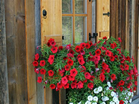 Fotos gratis : flor, ventana, rojo, jardín, Farbenpracht ...