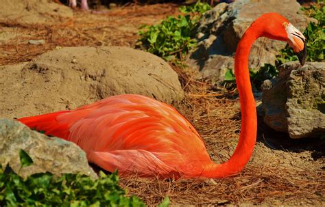 Fotos gratis : naturaleza, pájaro, fauna silvestre, Zoo, pico, rosado ...