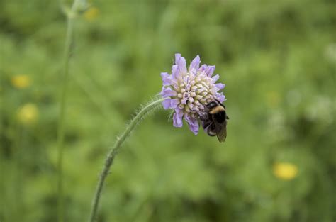 Fotos gratis : naturaleza, prado, pradera, polen, insecto ...
