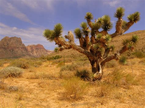Fotos gratis : paisaje, árbol, naturaleza, desierto, montaña, planta ...