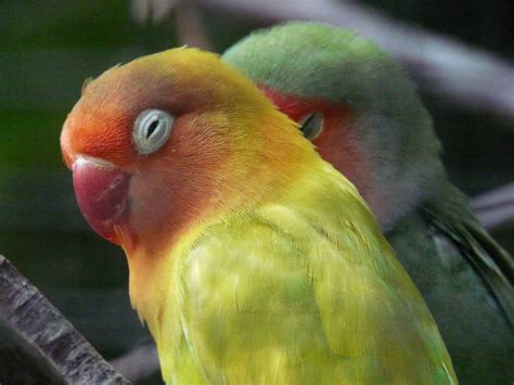 Fotos gratis : pájaro, animal, naranja, verde, pico, color ...