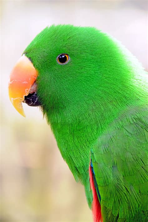 Fotos gratis : pájaro, verde, pico, fauna, Lorikeet ...