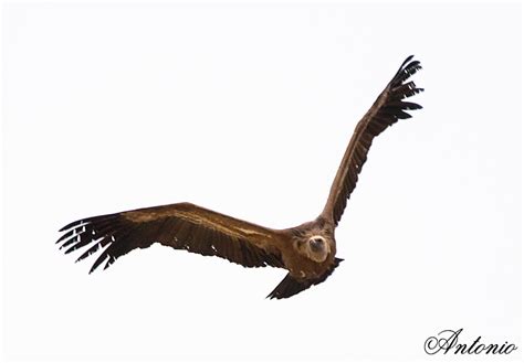 Fotos HDR...Naturaleza Viva: Buitres Volando