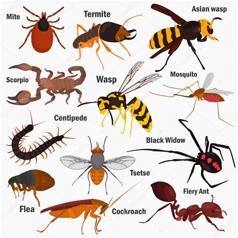 Fotos: insectos y nombres | Insectos peligrosos Set pf con sus nombres ...