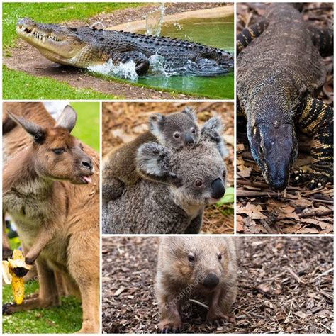Fotos: la fauna de australia | Collage de fotos de fauna ...