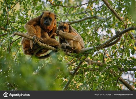 Fotos: la fauna de la selva | Monos Aulladores Árbol Gigante Selva ...