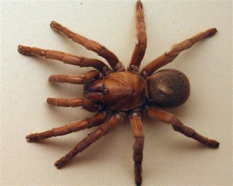 Fotos: las arañas más aterradoras del planeta   Diario El ...