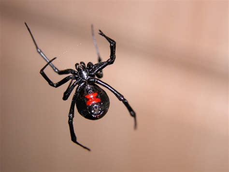 Fotos: Las arañas mas venenosas de México | Azteca Noticias