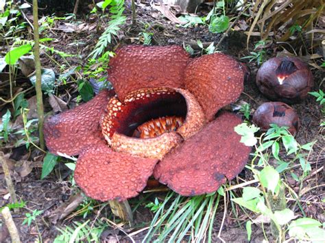 Fotos: Las plantas más raras del planeta   Rafflesia arnoldii