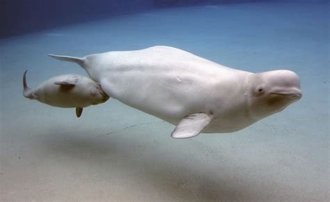 Fotos: Los 10 mejores lugares para ver ballenas en el ...