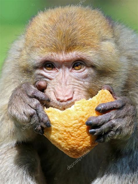 Fotos: monos comiendo | bereber mono comiendo pan — Foto ...