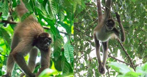 Fotos: Nace mono en peligro de extinción en zoológico de ...
