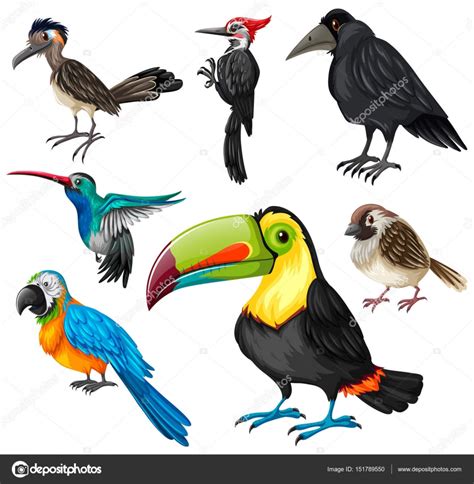 Fotos: pajaros | Diferentes tipos de aves silvestres ...
