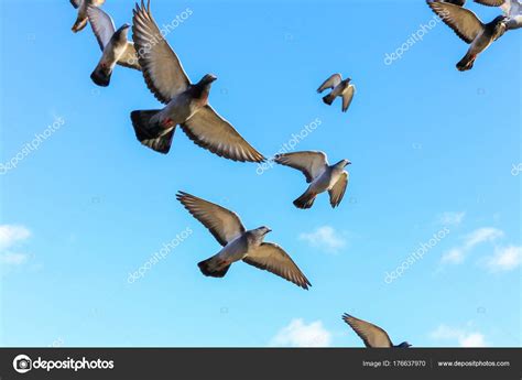 Fotos: pájaros volando | pájaros volando en el cielo ...