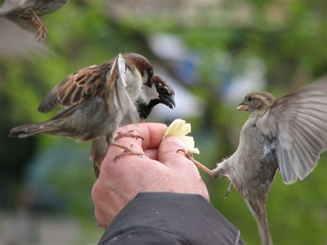 Fotos propias II   Pájaros comiendo de la mano   Imágenes   Taringa!