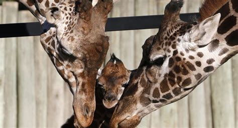 : FOTOS: una jirafa recién nacida es presentada en el ...