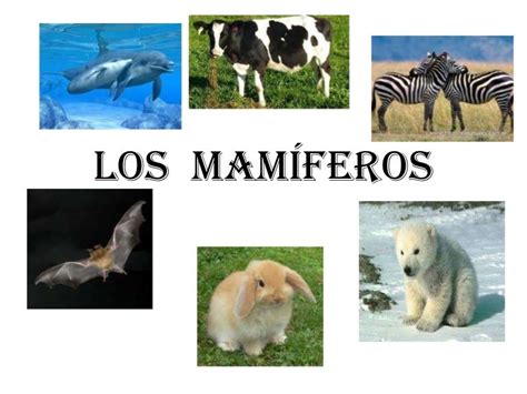 Fotos y caracteristicas de animales mamiferos Primer ciclo ...
