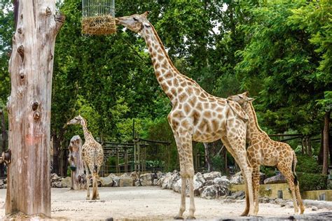 Fotos: zoo de lisboa | Jirafa de alimentación en el jardín ...