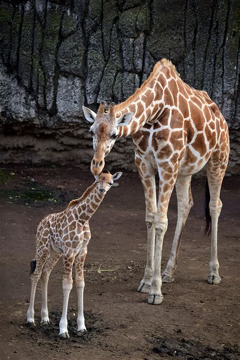 FOTOS: Zoológico de Chapultepec tiene nuevo habitante: una ...