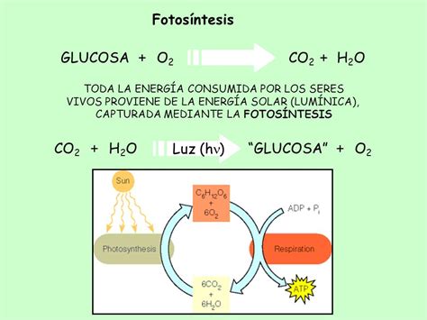 Fotosíntesis GLUCOSA H2O O2 + CO2 CO2 H2O “GLUCOSA” O2 Luz ...