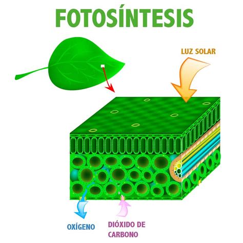 Fotosíntesis   Información y Características