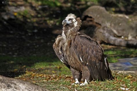 fotosricardo h: BUITRE NEGRO   Cinereous Vulture