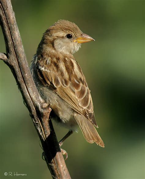 fotosricardo h: GORRIÓN COMÚN   House Sparrow