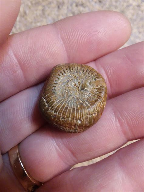 Found near lake superior. Well preserved piece of horn coral? : fossils