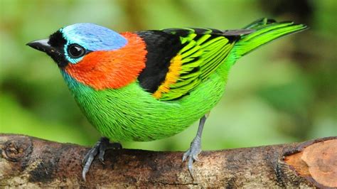 Found on Bing from www.youtube.com | Pet birds, Rainforest birds ...