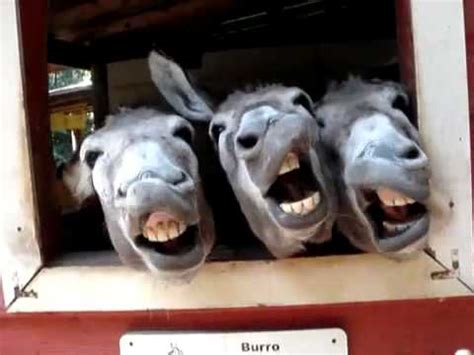 Four Funny Donkeys   YouTube