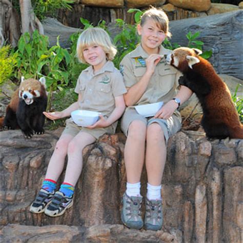 Foxy pandas at Australia Zoo | Sunshine Coast Daily