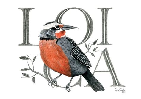 Fran Méndez   diseño e ilustración | Aves de chile, Pajaros chilenos ...