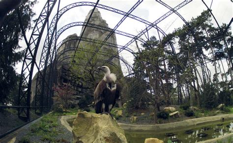 France   Paris zoo reopens   Pictures   CBS News