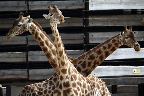 France   Paris zoo reopens   Pictures   CBS News