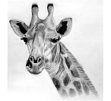FREE 7+ Giraffe Drawings in AI