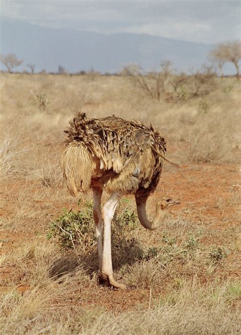 Free female ostrich Stock Photo   FreeImages.com