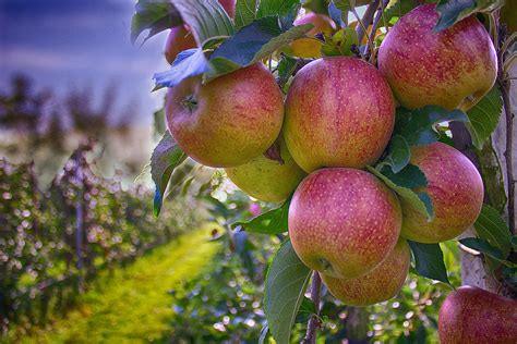 Free Images : apple, branch, fruit, flower, orchard, food, produce ...