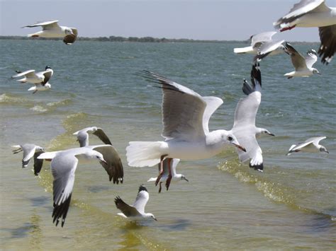 Free Images : beach, sea, nature, bird, wing, sky, pelican ...
