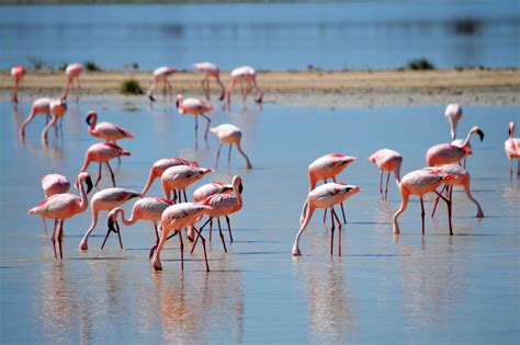 Free Images : flamingos in the nature, pink, drink, animal ...