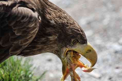 Free Images : nature, wildlife, food, beak, eagle, hawk, eat, fauna ...